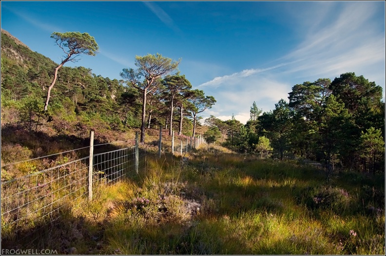 Torridon Scots Pine.jpg